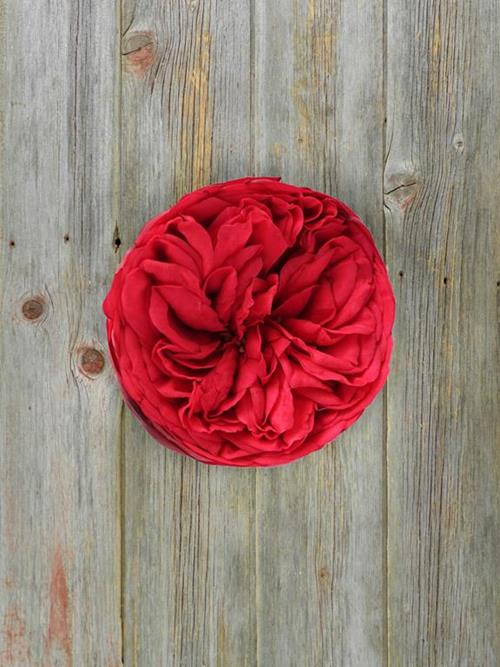 PIANO RED GARDEN ROSES